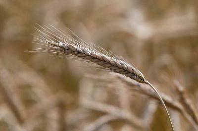 Россия поставила в Сирию 100.000 т пшеницы -- ИФ