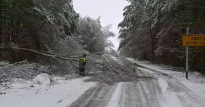 В Черниговской области непогода повалила на дороги более 200 деревьев