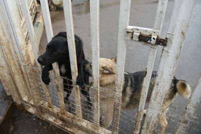 Неизвестный убил собаку в приюте для бездомных животных в Апатитах
