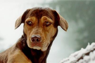 В Москве создана электронная платформа в помощь владельцам животных