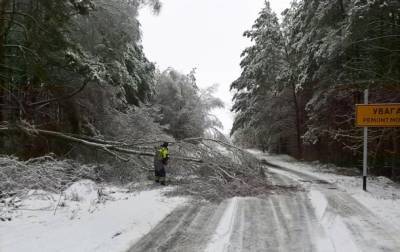 В Черниговской области непогода повалила на дороги 200 деревьев