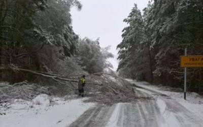 На Черниговщине непогода повалила на дороги более 200 деревьев