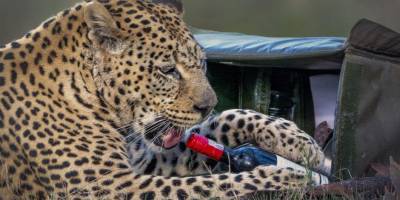 Леопард украл бутылку вина и бокал у пары, которая приехала на романтический пикник — фото