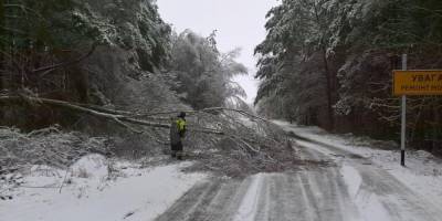 Обледенение и снегопад. В Черниговской области из-за непогоды на дороги упали более 200 деревьев — фото