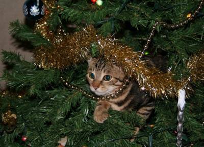 Домашние животные и новогодняя ёлка: выбираем безопасное для кошек и собак дерево