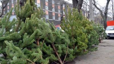 Плохой запах в квартире: Киевлян предупредили о последствиях покупки незаконно вырубленных елок