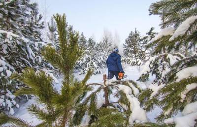 С 18 декабря в Беларуси вводится усиленный режим охраны лесов