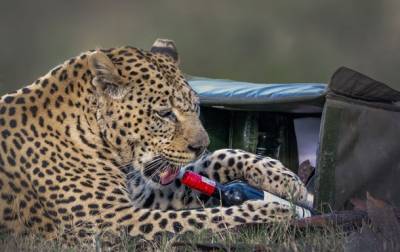 Леопард украл у отдыхающей пары бутылку вина и бокал