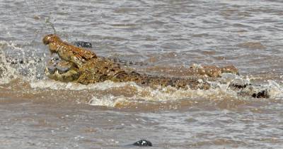 Рыбак пережил четыре нападения крокодилов за четверть века