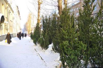 От 500 рублей до 3 тысяч: сколько стоит елка в Томске