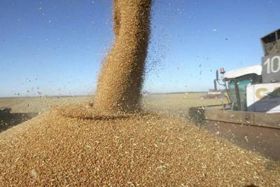 В России начались сложности при экспорте пшеницы