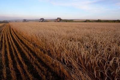 Российская пшеница столкнулась с проблемами на границе