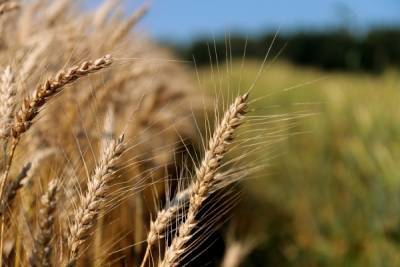 Российские компании сообщили о задержках при экспорте пшеницы
