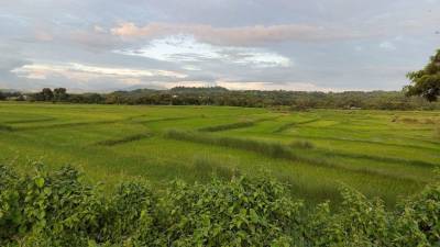 В Китае нашли древнейшие на планете рисовые поля