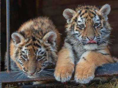 Парламент Башкирии поддержал идею запретить мобильные зоопарки