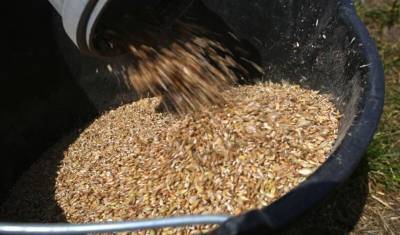 Экспортеры пшеницы пожаловались на таможенные «перегибы»