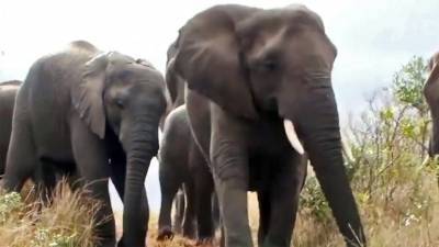 В национальном парке ЮАР туристам преградило дорогу стадо слонов