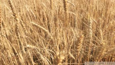 Экспортеры пшеницы столкнулись с дополнительными проверками на таможне