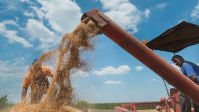 Андрей Сизов - У российской пшеницы возникли сложности с поставками за границу - 5-tv.ru - Россия