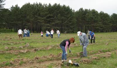 В Иркутской области за 2020 год восстановили более 145 тысяч га леса