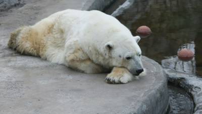 Почти все белые медведи покинули село Рыркайпий на Чукотке
