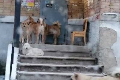 Очевидцы о нападении собак на прохожих в Ухте: Псов много раз отгоняли, а они все кидались