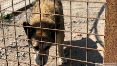 Живодеры убили собак и развесили их на деревьях в Кемеровской области