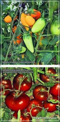 Выращивание томатов: сорта и пересортица, вершинная гниль, вкус и почему трескаются