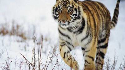 Амурский тигр продолжает "хулиганить" в приморских селах