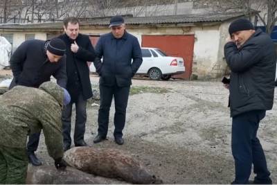 Прокуратуру Дагестана просят проследить за утилизацией тел погибших тюленей