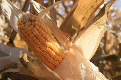 Прогноз: Экспорт кукурузы в текущем сезоне упадет на 20%