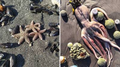 РАН: причиной массовой гибели животных у берегов Камчатки стало цветение водоросли