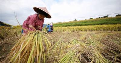 6300 лет: Самые старые рисовые поля в мире обнаружены в Китае