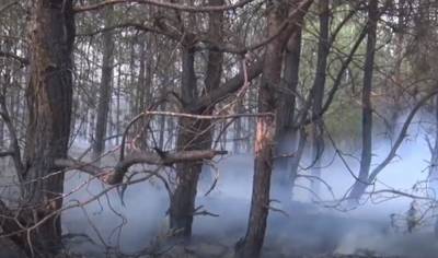 У Держекоінспекції наголосили на необхідності підвищення штрафів за порушення правил пожежної безпеки в лісі