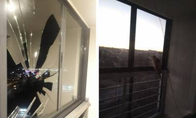 Ястреб пробил стекло на балконе в Петрозаводске