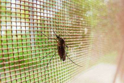 В Таиланде произошла вспышка опасного переносимого комарами вируса