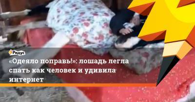 «Одеяло поправь!»: лошадь легла спать как человек иудивила интернет