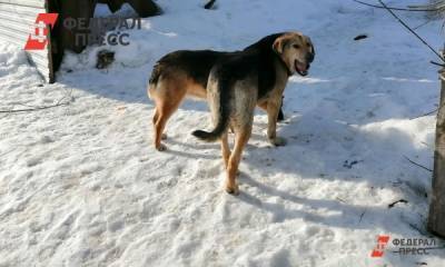 Ухтинские власти сняли с себя ответственность за смерть женщины от нападения собак