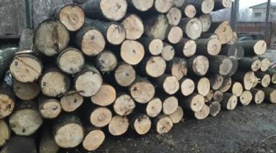 Продажа украинской древесины лесхозами: в StateWatch назвали коррупционные риски