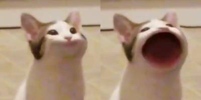 Новый мем: Pop Cat — кот, который широко открывает рот и делает звук «поп». Он играет в фильмах и поет