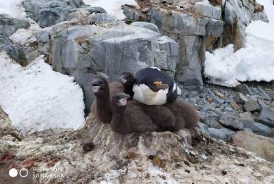 В Антарктиде - беби-бум: пингвины и голубоглазые бакланы обзавелись малышами