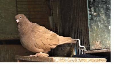 Орнитолог рассказал, нужно ли кормить голубей в Петербурге