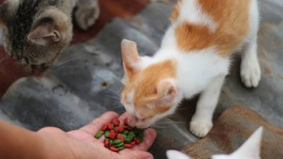 Объявление в Бат-Яме: сотрудники мэрии, прекратите кормить кошек
