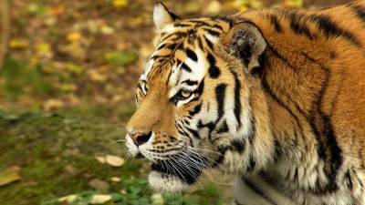 Китайских чиновников заподозрили в убийстве тигров ради шкур и вина