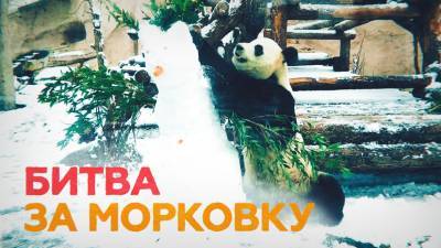 Панда против снеговика: кунг-фу в Московском зоопарке