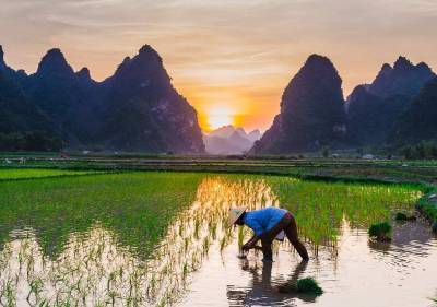 В Китае археологи обнаружили древнейшие в мире рисовые поля