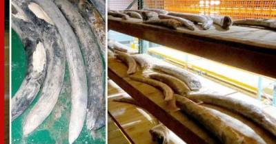 На затонувшем в Южной Африке корабле нашли 500-летний груз слоновой кости