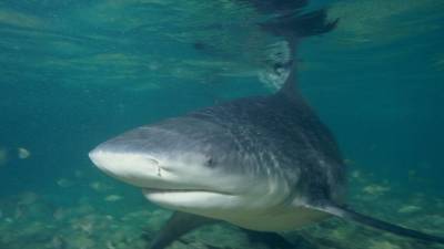 Американские рыбаки потеряли 180 тысяч рублей в схватке с акулой
