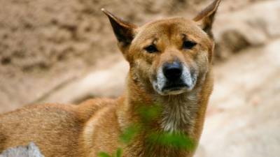 Следователи возбудили дело из-за массового нападения собак на саратовцев
