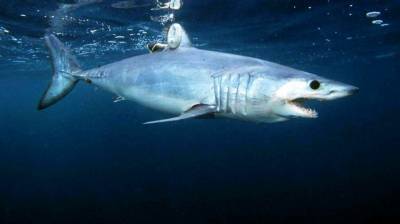 Акула украла у американских рыбаков тунца на 180 тысяч рублей